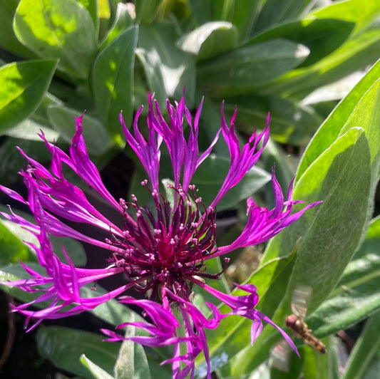Centaurea 'Amethyst Dream' ®