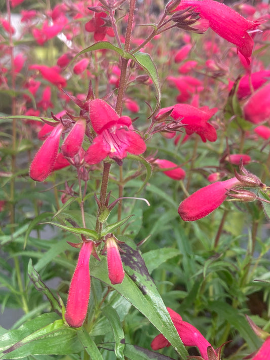 Penstemon ’Lilliput’