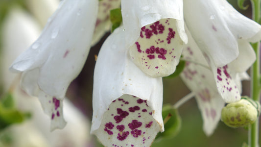 DIGITALIS
PURPUREA
'DALMATION WHITE’