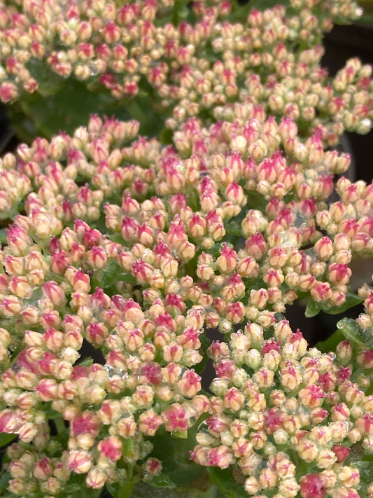 Sedum Herbstfreude. (Autumn Joy)