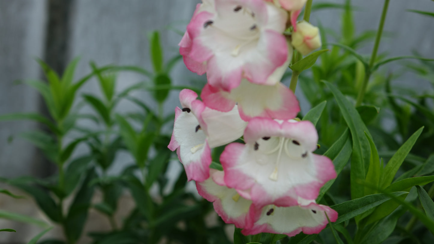 Penstemon 'Osprey'