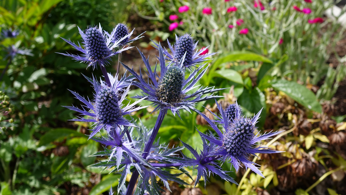 Eryngium ‘Big Blue’