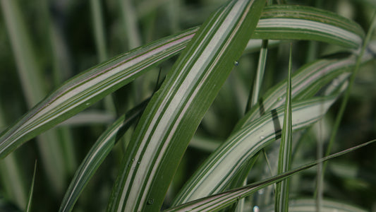 Phalaris ar. v. picta 'Feesey'