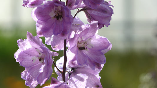 DELPHINIUM
'DEEP ROSE WHITE
BEE'