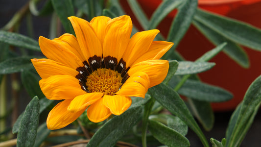 GAZANIA RIGENS
(SPLENDENS)