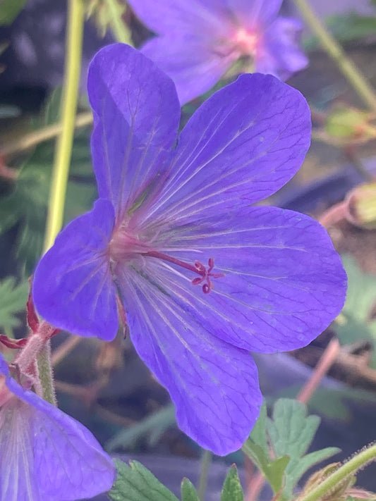 Geranium 'Johnson’s Blue'