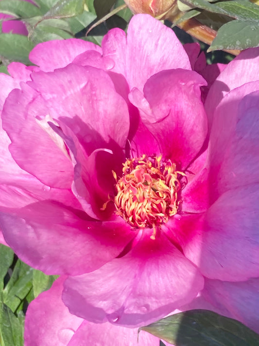 Paeonia itoh. 'First Arrival'