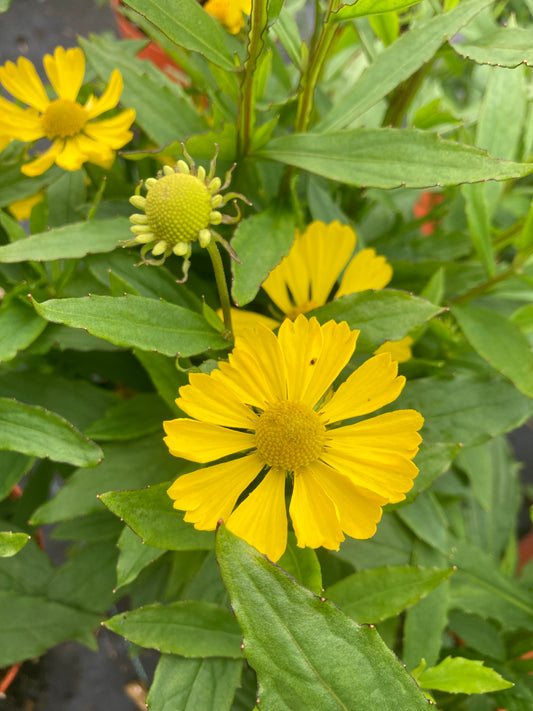Helenium ‘Lemon Sundae’