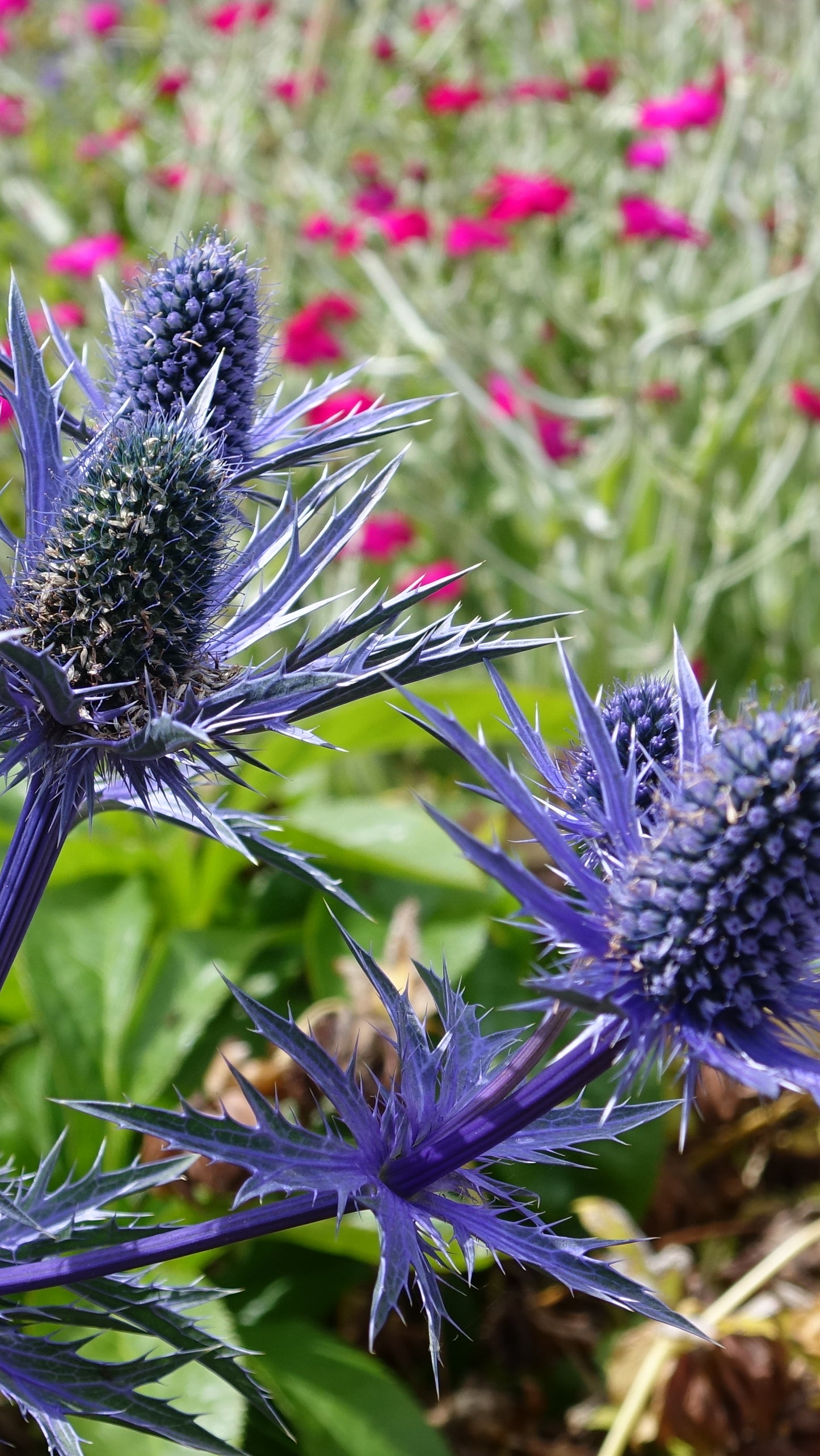 Eryngium ‘Big Blue’