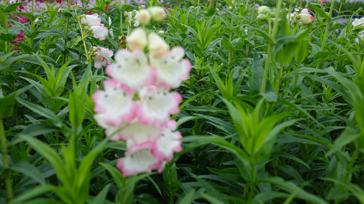 Penstemon 'Osprey'