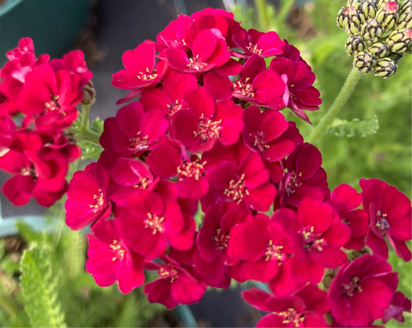Achillea millefolium 'Pomegranate' (Tutti Frutti Series)