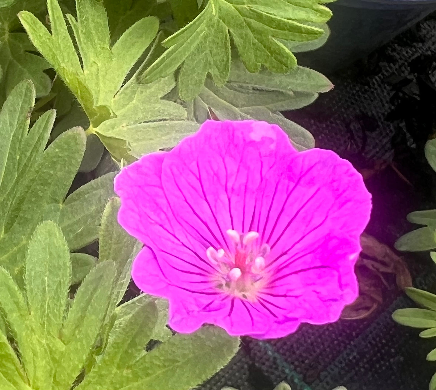 Geranium ‘Vision Pink’