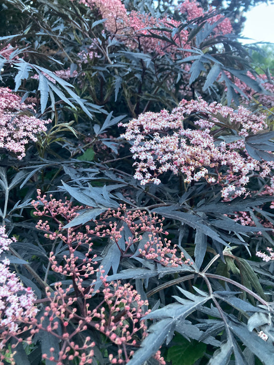 Sambucus nigra 'Black Lace'