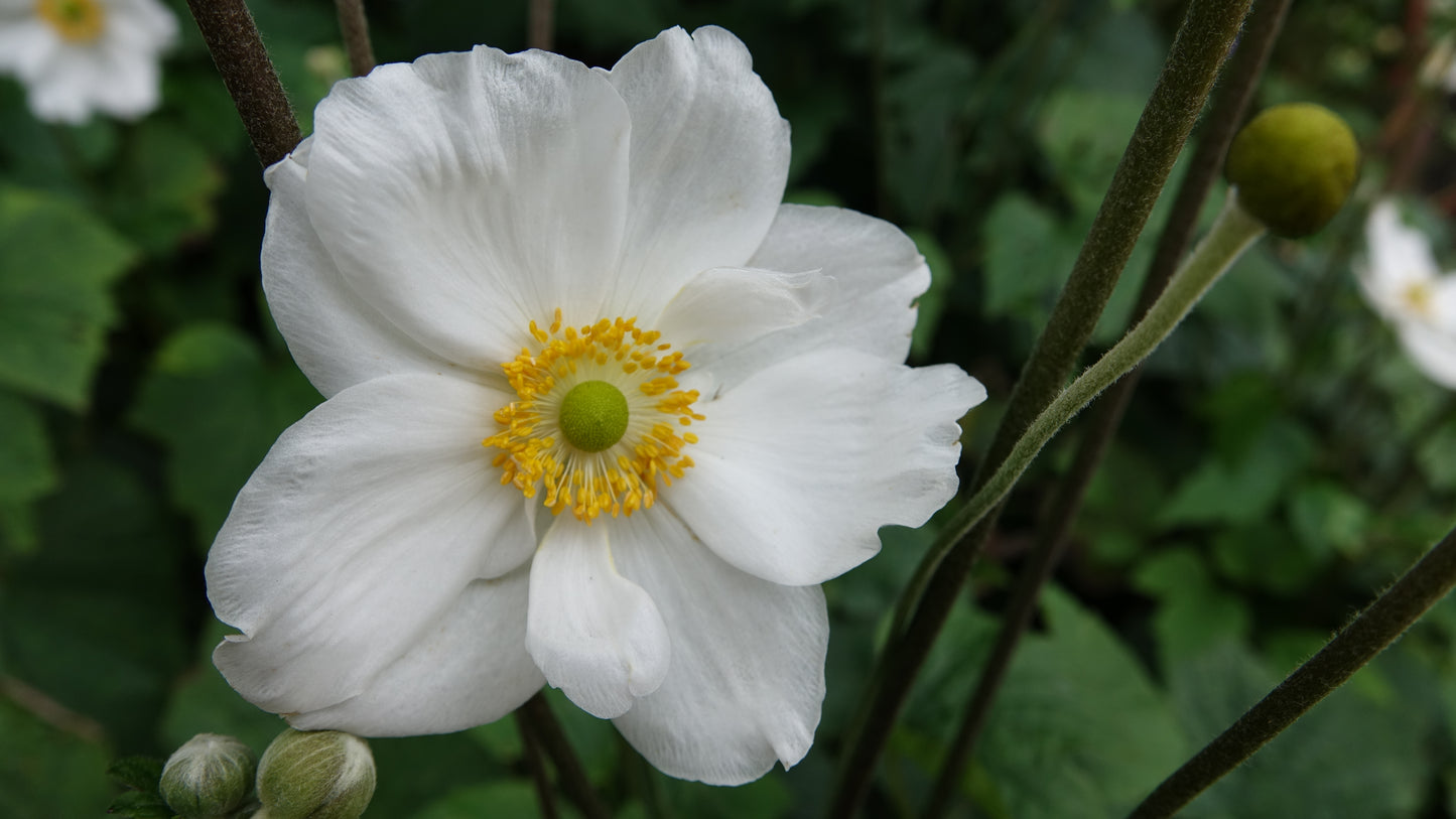 Anemone x hybrida 'Whirlwind'