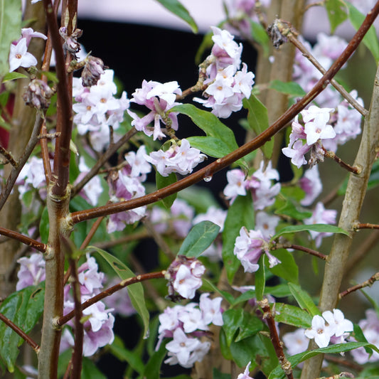 Daphne bholua  ‘Jacqueline Postill’