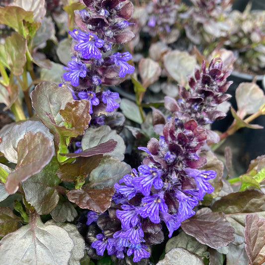Ajuga 'Black Scallop'