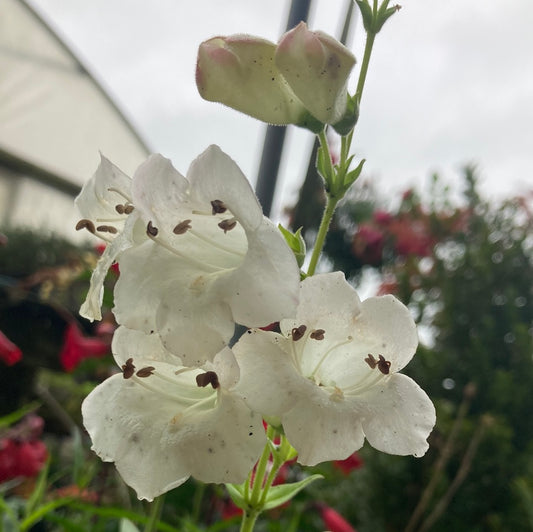 Penstemon ’White Bedder’