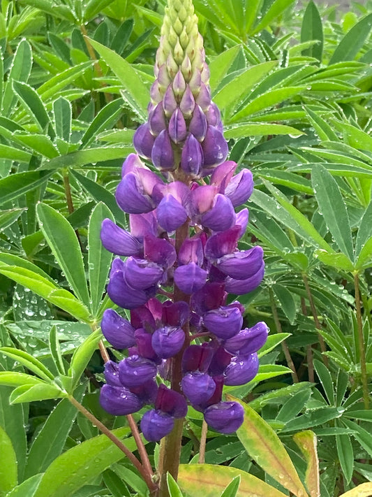 Lupin Gallery Blue
