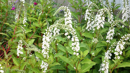 Lysimachia 'Snow Candles'