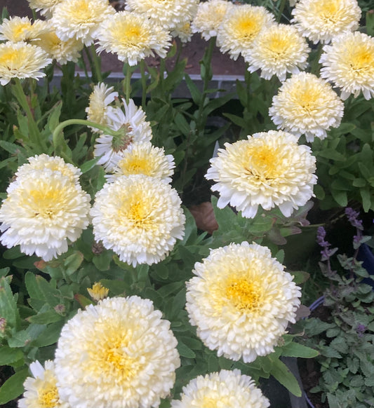 Leucanthemum 'Luna' ®