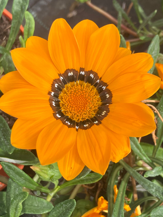 GAZANIA RIGENS (SPLENDENS)
