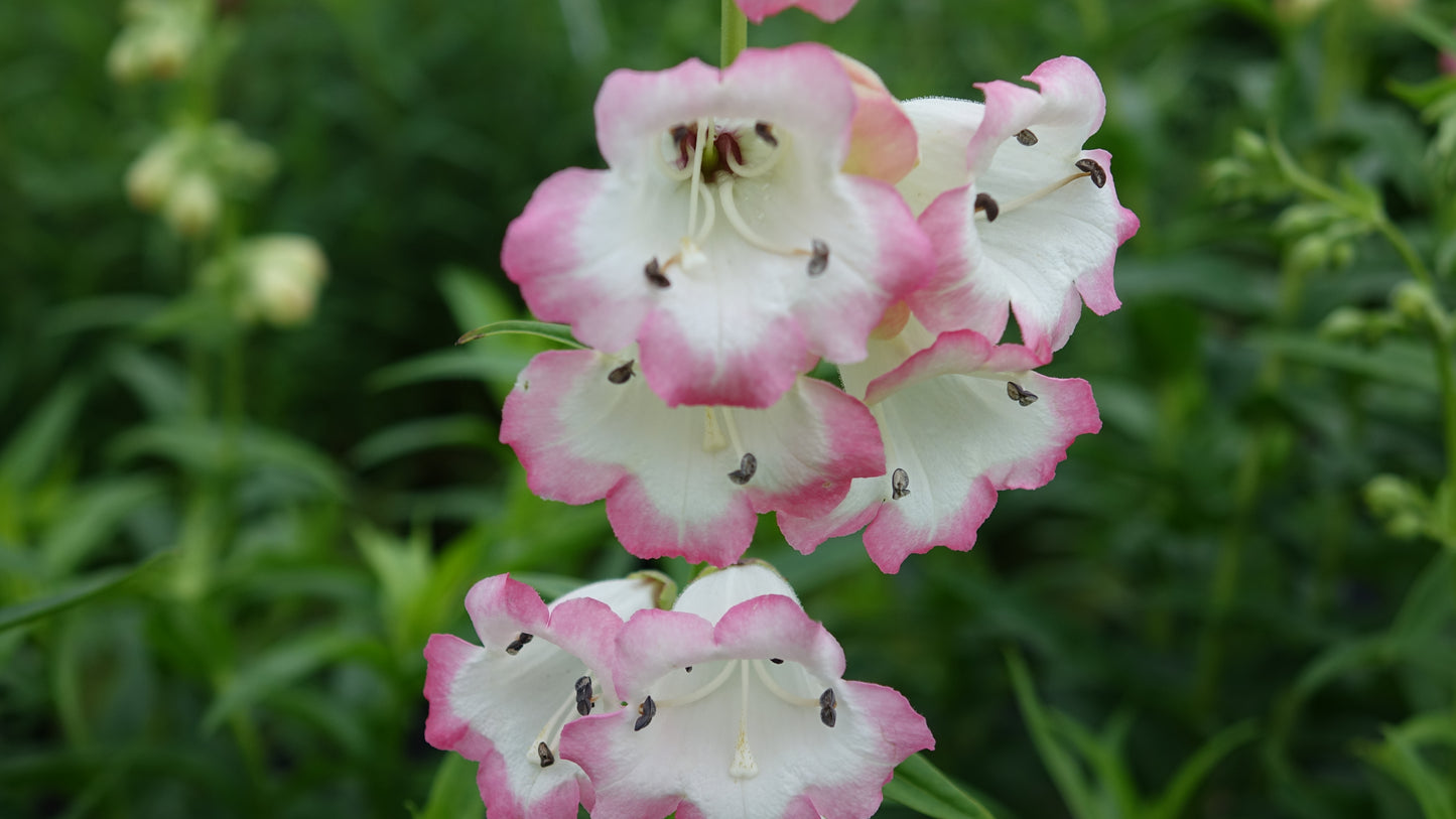 Penstemon 'Osprey'