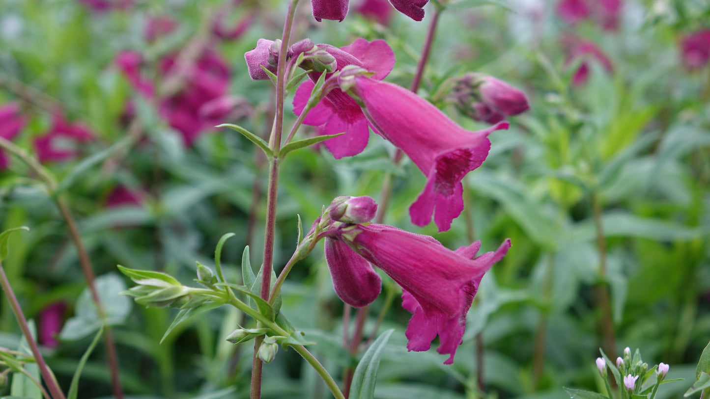 Penstemon 'Rich Ruby'