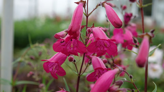 Penstemon 'Garnet'