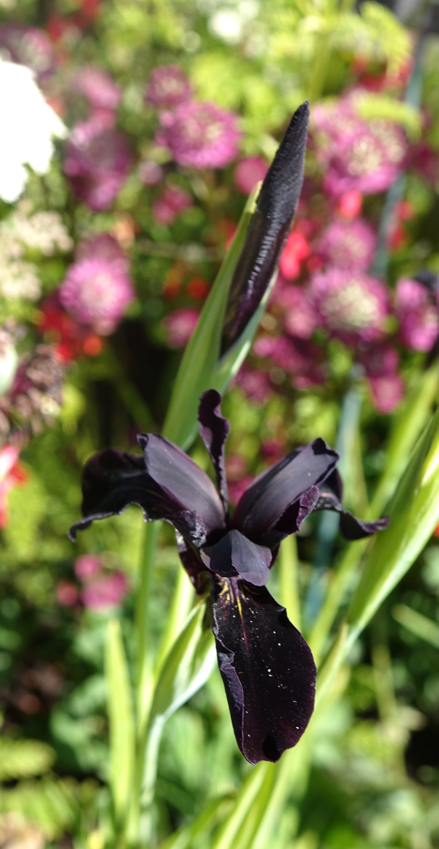Iris chrys.'Black Form'