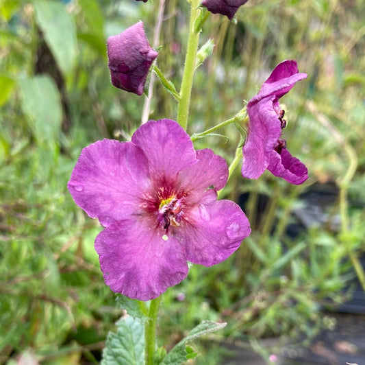Verbascum ‘sugar Plum’