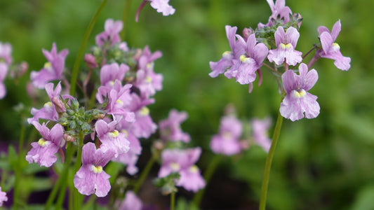 Nemesia denticulata 'Confetti