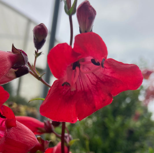 Penstemon ‘Schoenholzeri’