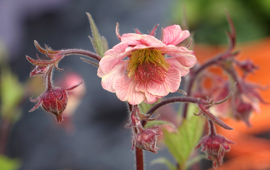 Geum 'Mai Tai' ®