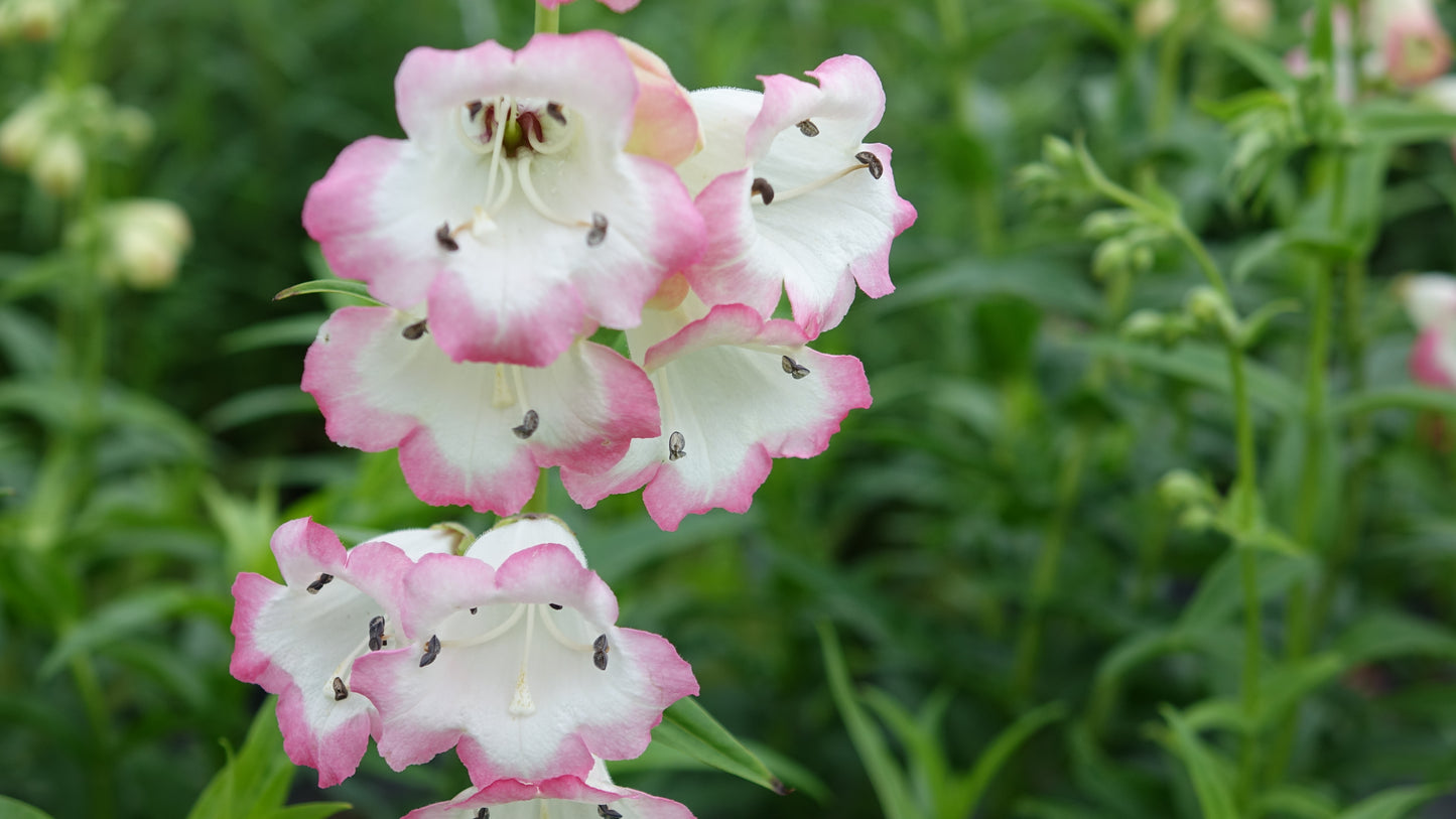 Penstemon 'Osprey'