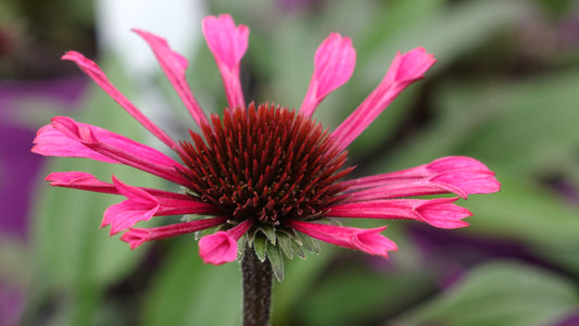 Echinacea
'Courage'®