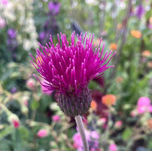 Cirsium riv ‘Trevor’s Blue Wonder’