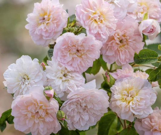 Rosa Elizabeth (Ausmajesty) David Austin Rose