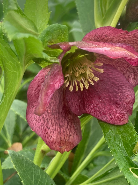 Helleborus ViV 'Victoria'