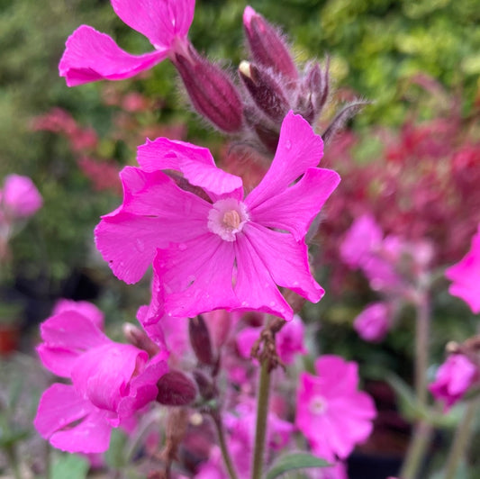 Silene ‘Rollie’s Favourite’