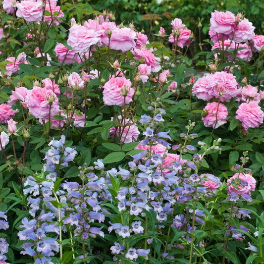 Rosa 'The Mayflower™' (Austilly) English Shrub Rose Bred By David Austin