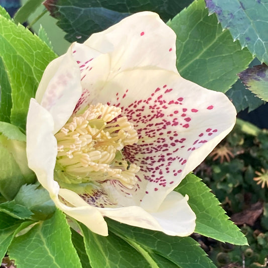 Helleborus orientalis ViV® Maeva