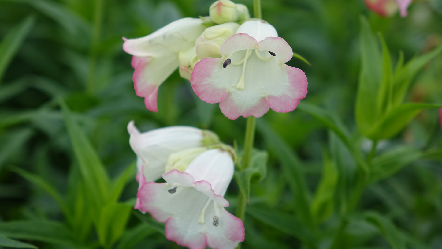 Penstemon 'Osprey'