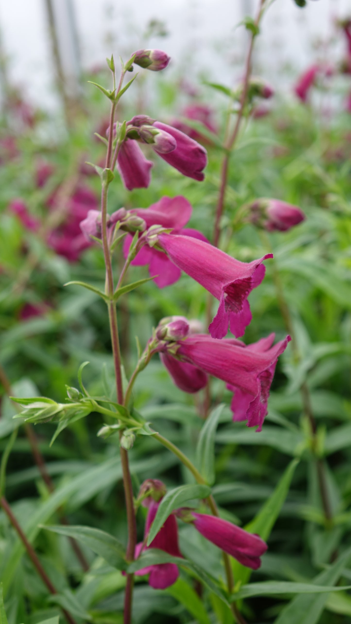 Penstemon 'Rich Ruby'