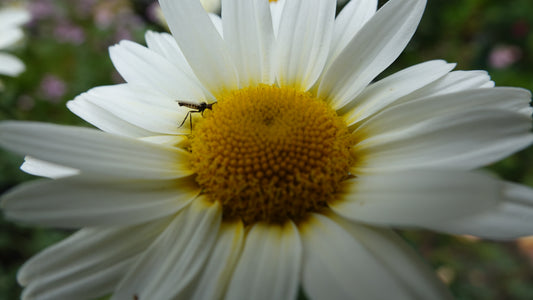 Anthemis ‘Tinpenny
Sparkle’