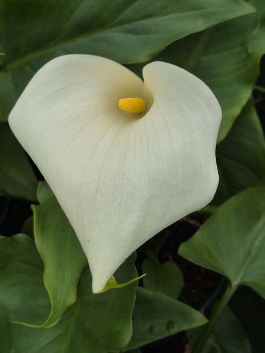 Zantedeschia aet. Snowwhite ®