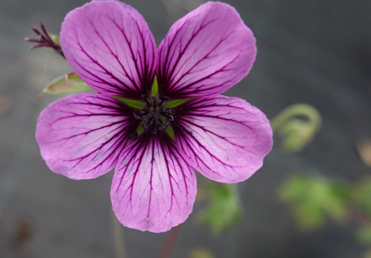 Geranium ‘Sue Crug’