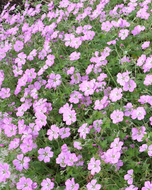 Geranium 'Mavis Simpson