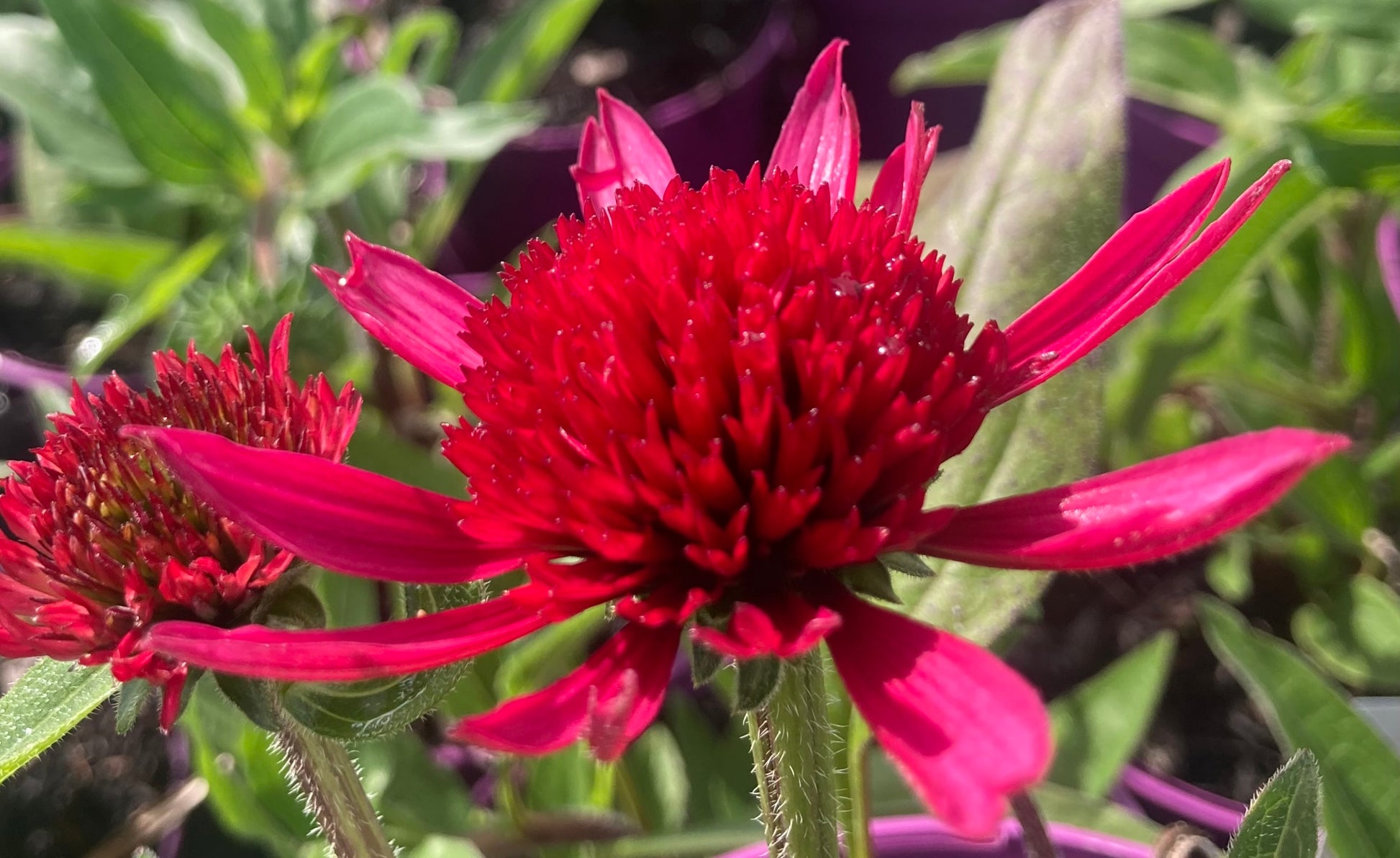 echinacea delicious candy seeds Echinacea 'Delicious Candy' – Riverlane Nurseries