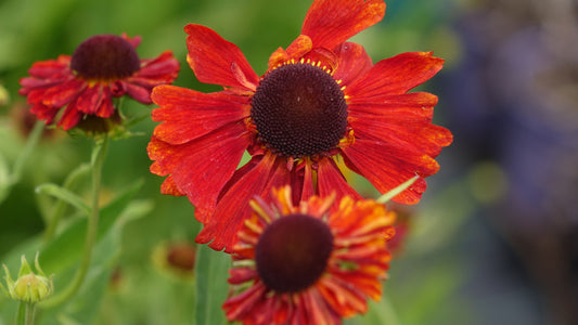 Helenium
‘Moerheim Beauty’®