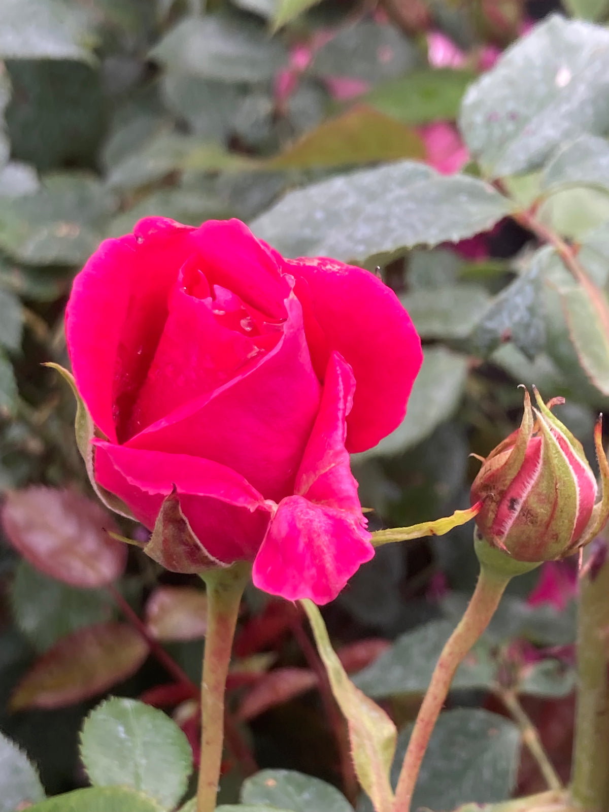 Rosa Pink Cloud Climbing Rose Pot Size 4.5L